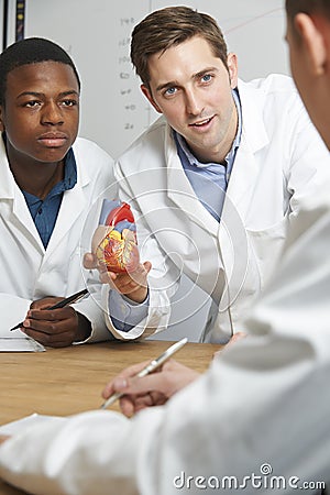 Teacher With Model Heart In Biology Lesson Stock Photo