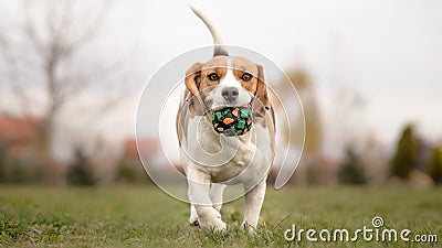 Teaching Your Dog to Play Fetch Stock Photo