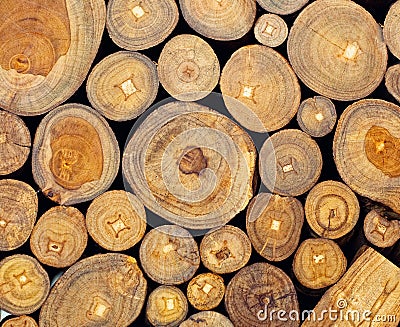 Teak Stock Photo