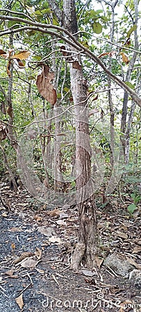 teak forests that dry out in the hot sun in the dry season Stock Photo