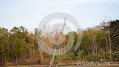 Teak forests and other trees that dry up due to long drought Stock Photo