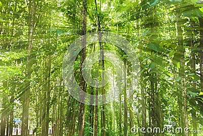 Teak forests to the environment Stock Photo