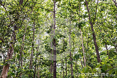 Teak forests to the environment . Teak leaf on tree low angle view . Stock Photo