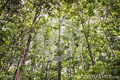 Teak forests to the environment . Teak leaf on tree low angle view . Stock Photo