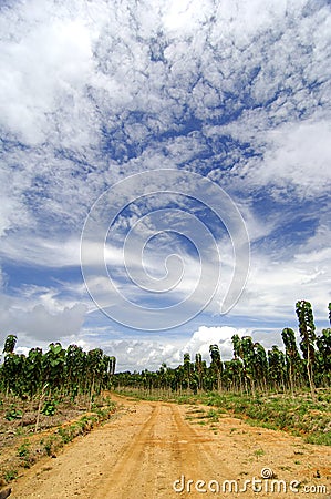 Teak plantation Stock Photo