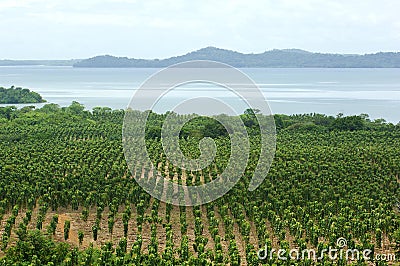 Teak plantation Stock Photo