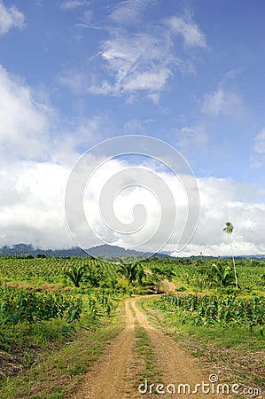 Teak plantation Stock Photo