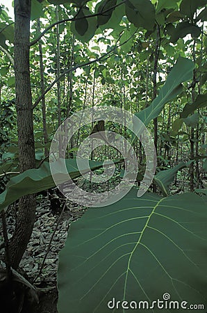 Teak plantation Stock Photo