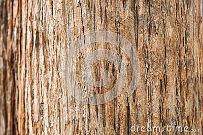 Teak tree bark texture Stock Photo