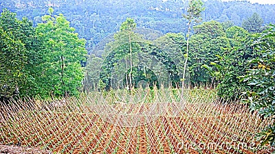 Teak tree field that will be reforested Stock Photo
