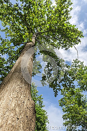 Teak tree Stock Photo