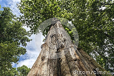 Teak tree Stock Photo