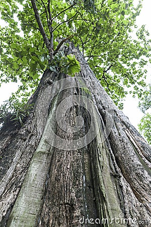 Teak tree Stock Photo