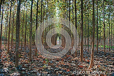 Teak tree Stock Photo