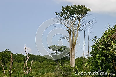 Teak tree Stock Photo