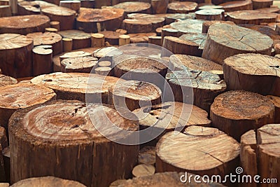 Teak wood stumps background with narrow focus Stock Photo