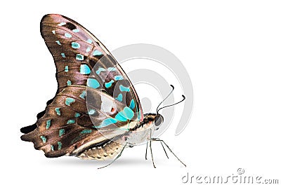 Teal color Tailed Jay Graphium agamemnon butterfly Stock Photo