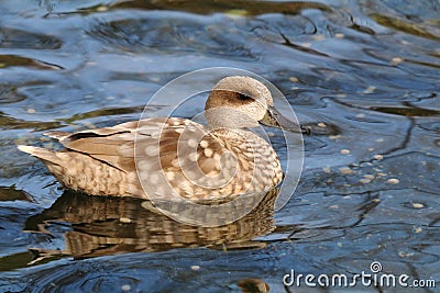 Teal duck Anas angustirostris on water Stock Photo