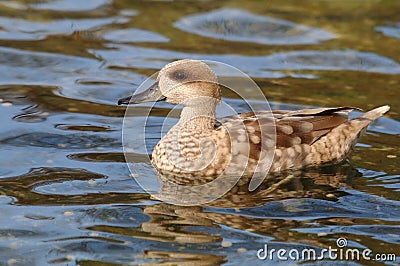 Teal duck Anas angustirostris on water Stock Photo