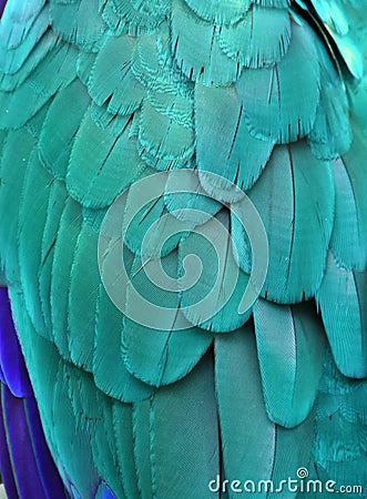 Teal/Turquoise Macaw Feathers Stock Photo