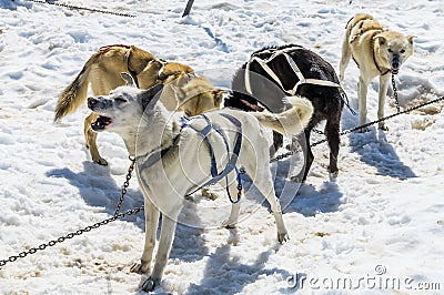 A team of Alaskan Huskies ready for an outing on the Denver glacier close to Skagway, Alaska Stock Photo