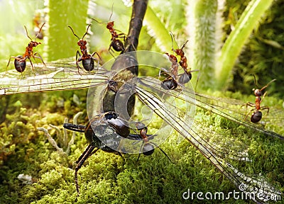 team of ants find dragoonfly Stock Photo