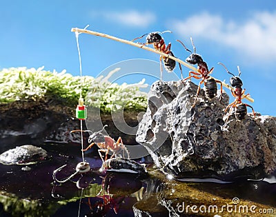 Team of ants fishing with rod, teamwork Stock Photo