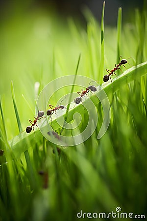 Team of ants running around the curved green blade of grass AI generated Stock Photo