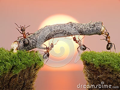 Team of ants work constructing bridge, teamwork Stock Photo