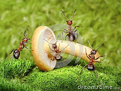 Team of ants work with mushroom, teamwork Stock Photo