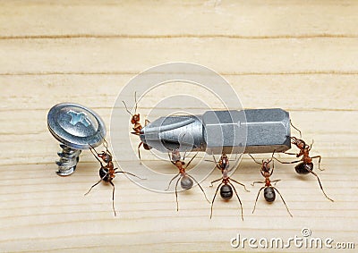 Team of ants work with screwdriver, teamwork Stock Photo