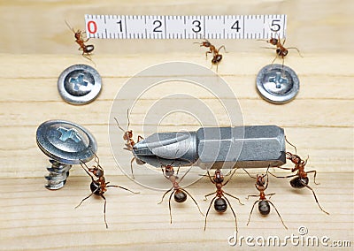 Team of ants works constructing, teamwork Stock Photo