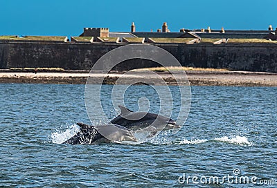 Team Of Bottlenose Dolphin Jumping In The Moray Firth In Front Of Fort George Near Inverness In Scotland Stock Photo