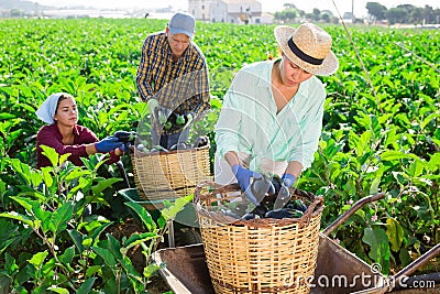 Team of farmers gathering crop of purple eggplants on farm field Stock Photo