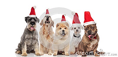 Team of five adorable dogs wearing santa costumes and bowtie Stock Photo
