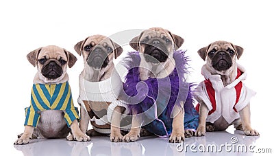 Team of four pugs wearing costumes on white background Stock Photo