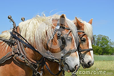 Team of Horses Stock Photo
