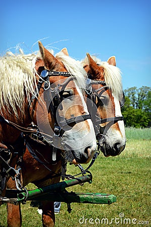 Team of Horses Stock Photo