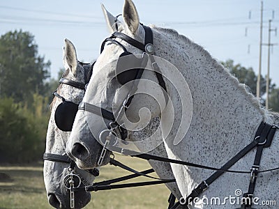 Team of Horses Stock Photo