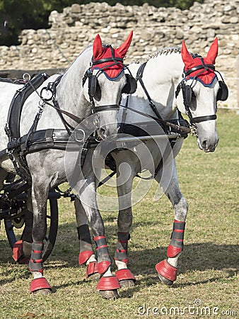 Team of Horses Editorial Stock Photo