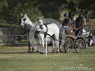 Team of 2 horses Marathon event Editorial Stock Photo