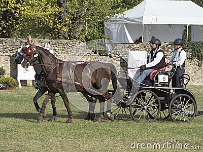 Team of 2 horses Marathon event Editorial Stock Photo