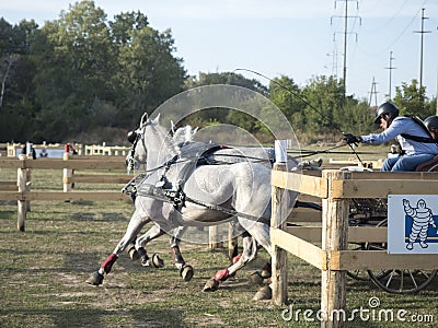 Team of 2 horses Marathon event Editorial Stock Photo