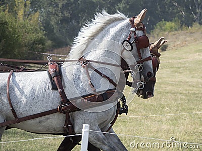 Team of Horses Editorial Stock Photo