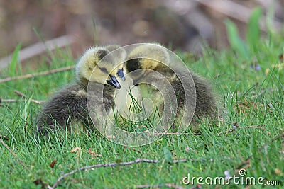 Team Huddle - Three Goslings Stock Photo