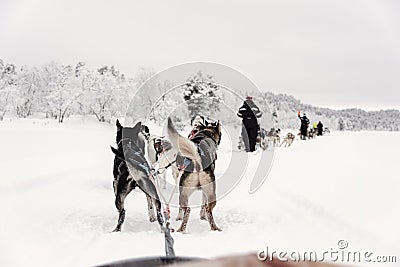 Team of huskies runing, view from sled Stock Photo