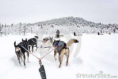 Team of huskies runing, view from sled Stock Photo