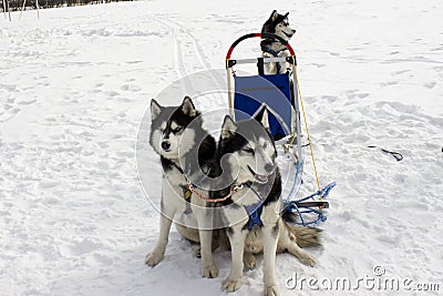 The team huskies Stock Photo