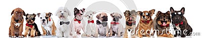 Team of many happy gentlemen dogs with bowties Stock Photo