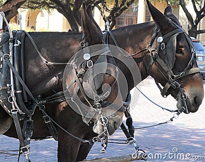 A team of mules hitched up. Stock Photo